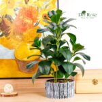 Der Rose Fake Plants Artificial Plants Indoor with Black and White Striped Pots for Room Home Bathroom Bedroom Kitchen Decor - Image 6