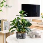 Der Rose Fake Plants Artificial Plants Indoor with Black and White Striped Pots for Room Home Bathroom Bedroom Kitchen Decor - Image 7