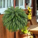 50" Artificial Boston Ferns, Fake Bush Plants, Large Faux Ferns with 96 Fronds for Outdoors Home Decor - Image 7