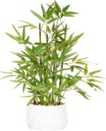 365 Blooming Decor 18 Inch Tall White Potted Faux Bamboo Plant - Luxury Artificial Bamboo in White Pot for Home, Office, Kitchen, Counter Top, Indoor Decor, Money Tree, Lucky Tree - Image 2