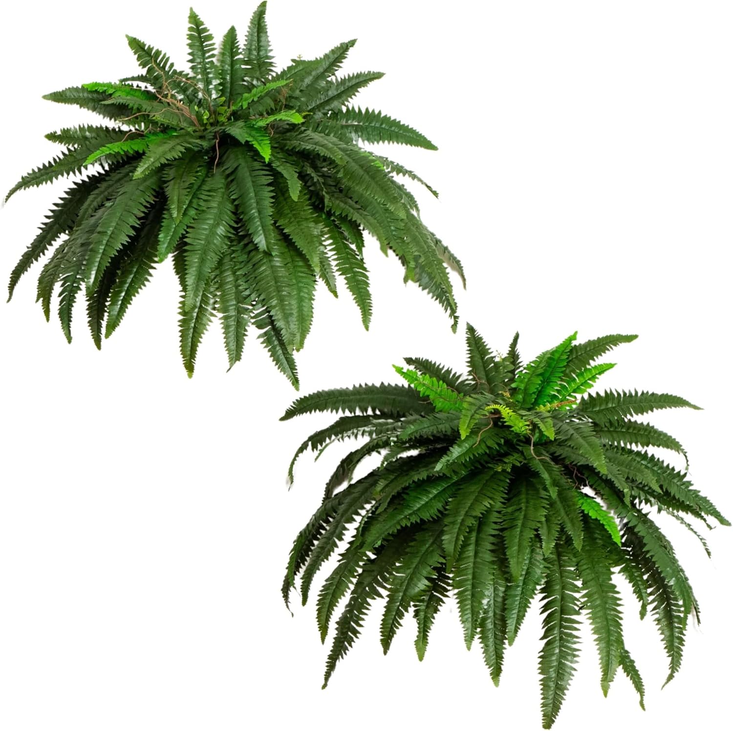 Nearly-Natural-48-in-Artificial-Boston-Fern-Set-of-2-Large-Hanging-Fake-Plant-Wall-Decor-with-67-Fronds-Faux-Fern-Vines-that-Look-Real-for-Home-and-Office-Decor.jpg Nearly Natural 48-in Artificial Boston Fern, Set of 2, Large Hanging Fake Plant Wall Decor with 67 Fronds, Faux Fern Vines that Look Real for Home and Office Decor - Image 2