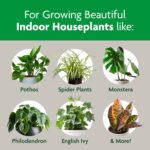 Miracle-Gro Indoor Potting Mix, Blended for a Variety of Houseplants, Feeds for up to 6 Months, 6 qt., 2-Pack - Image 4