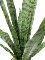 Artificial Snake Plant 22.5" Faux Agave Fake Sansevieria Artificial Potted Plants for Indoor and Outdoor Home Office Décor (White Pot) - Image 5