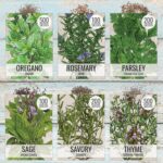 Seed Needs Herb Seeds Variety Pack Culinary Herb Collection (12 Individual Packets for Planting Indoors or Outdoors) Grow Your Own Herb Garden - Heirloom, Non-GMO - Image 5