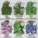 Seed Needs Herb Seeds Variety Pack Culinary Herb Collection (12 Individual Packets for Planting Indoors or Outdoors) Grow Your Own Herb Garden - Heirloom, Non-GMO - Image 6