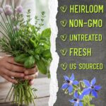 Seed Needs Herb Seeds Variety Pack Culinary Herb Collection (12 Individual Packets for Planting Indoors or Outdoors) Grow Your Own Herb Garden - Heirloom, Non-GMO - Image 7