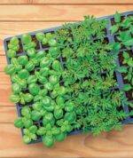 Burpee Greenhouse Indoor Starting Herbs, Flowers and Vegetables | Includes Dome, Watering, Seed Starter Tray, Coir Pellets | 10" W x 20" L x 5" H, One Size, 1 Kit (72 Cells) - Image 7