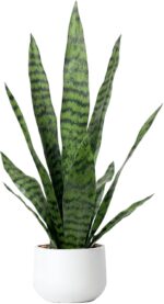 Artificial Snake Plant 22.5" Faux Agave Fake Sansevieria Artificial Potted Plants for Indoor and Outdoor Home Office Décor (White Pot) - Image 2